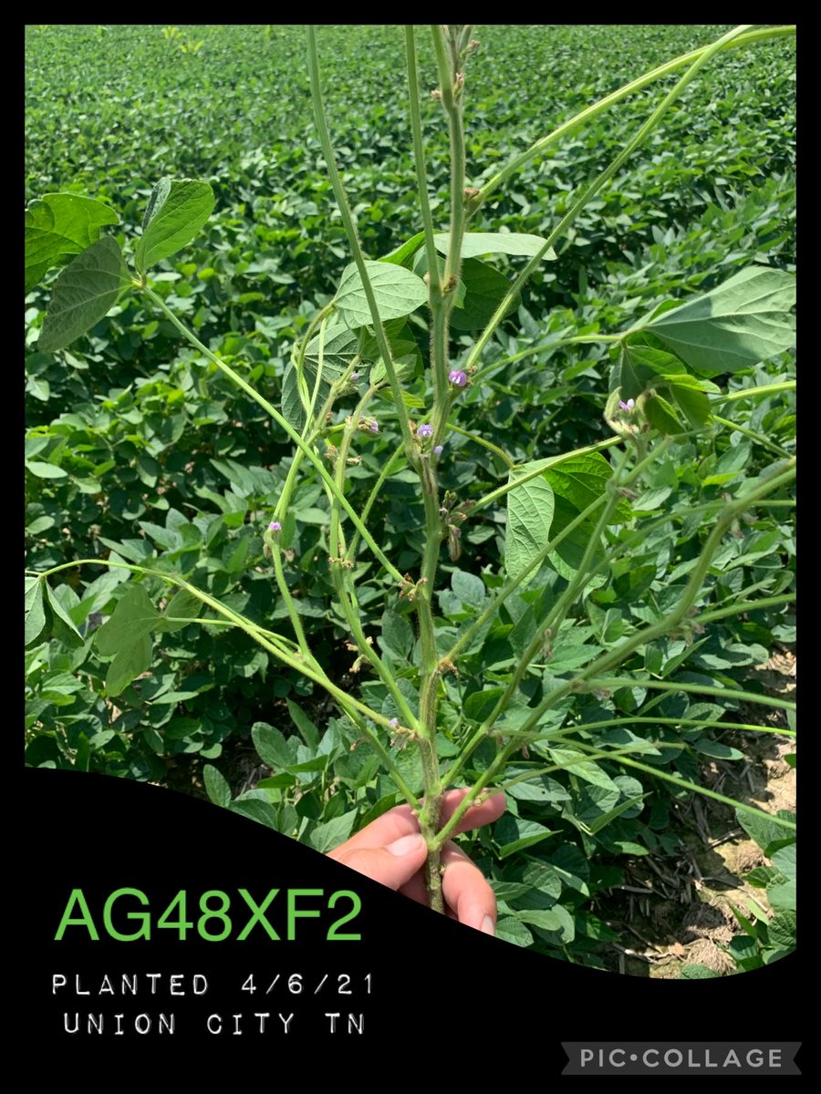 WesSRodgers1's tweet photo. Stackin nodes in NW TN 🤞#earlybeans @Asgrow_DEKALB #XFSoy https://t.co/7D7LoAJ81n
