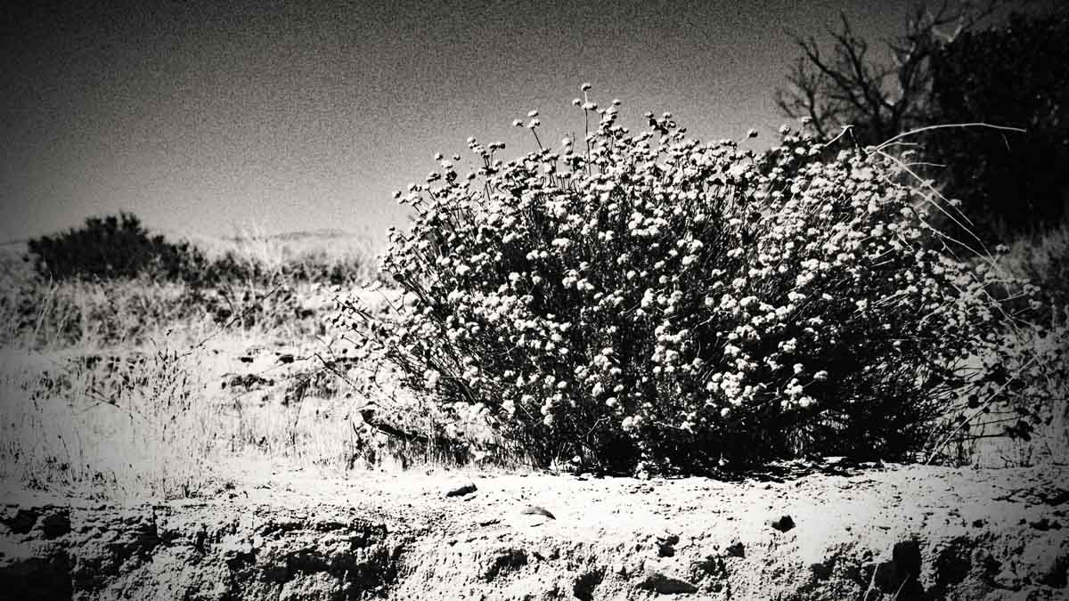 ka3drr's tweet photo. Waiting for Water in a Drought, Volume I
#nikon #nikonphotography #nikonusa #nikond7100 #blackandwhitephotography #blackandwhitephoto #bnwphotography #landscape #photographer #photo #photooftheday #photographylovers #shellcreek #shandon #pasoroble #california https://t.co/iByYOGNSHF