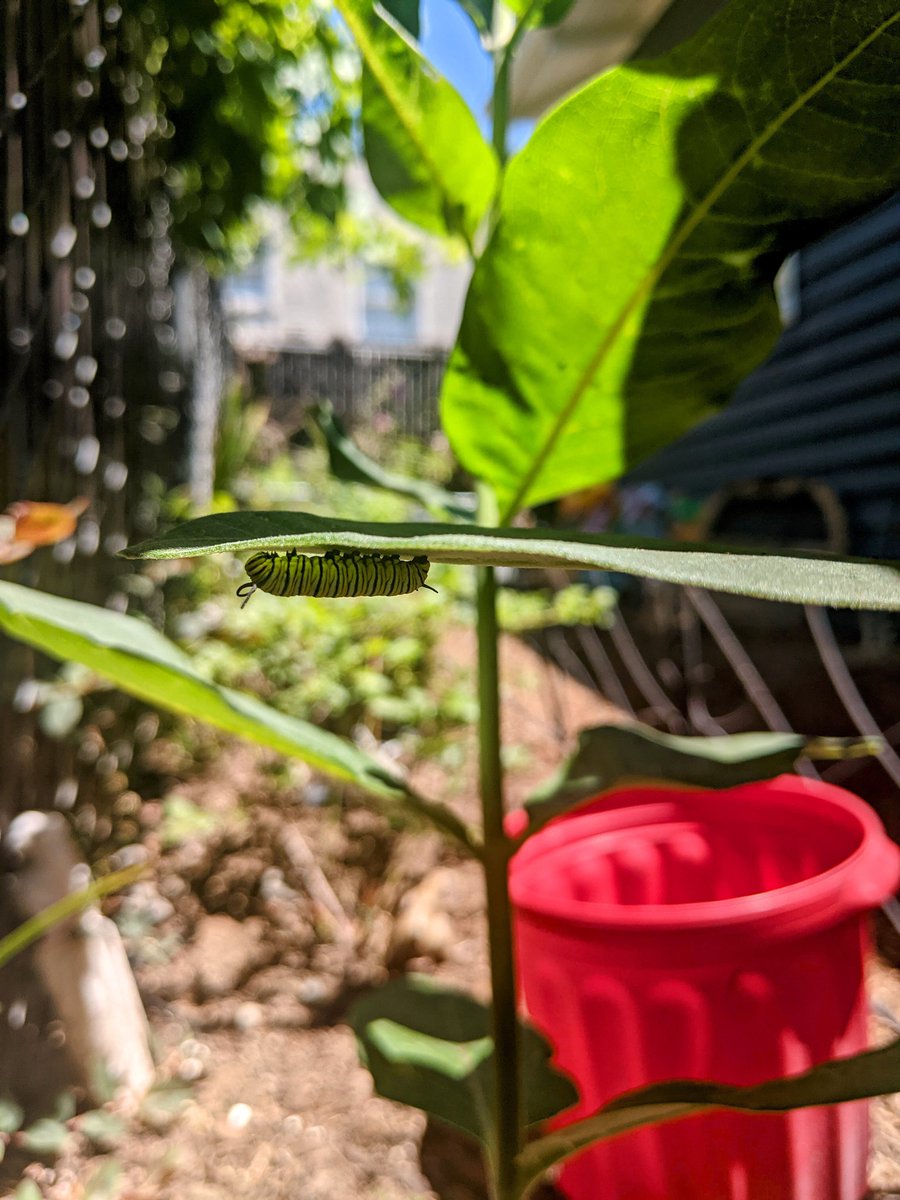 MsHotStone's tweet image. Garden challenge unlocked...Our milkweed  is blooming after 3 years and has a monarch friend.