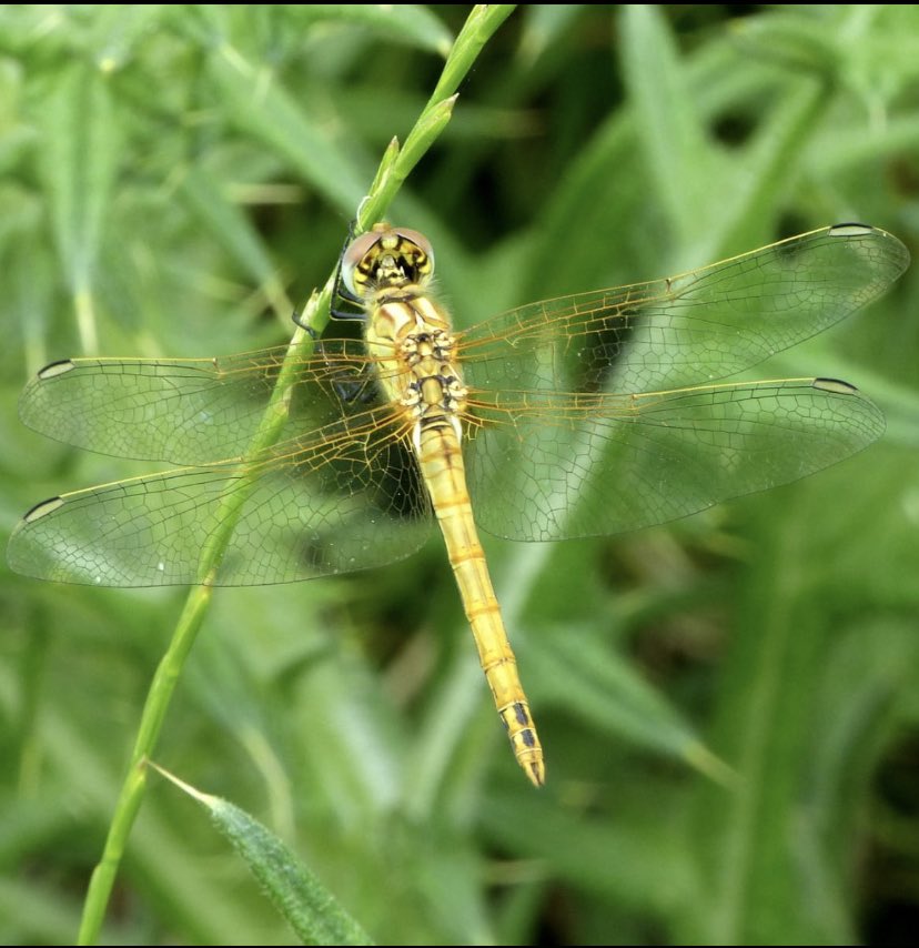 Teneral Red-veined Darter photographed by Dave Wright on 11th June in Stallingborough  NE Lincolnshire <a href="/BDSdragonflies/">British Dragonfly Society</a> <a href="/Lincsnata/">Nick Tribe</a> <a href="/LincsNaturalist/">LNU</a> thanks to <a href="/MarcHeathym007/">Marc Heath</a> for confirming ID