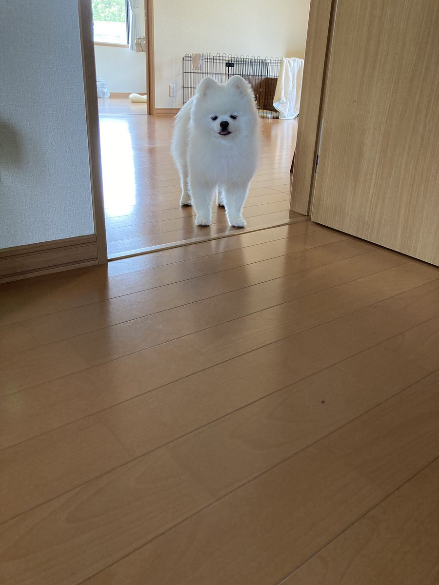 ごはん食べたいけど目薬が 微妙な表情で葛藤する犬さん 犬も悩むんだなぁ やっぱり犬は人語を理解してる まいどなニュース