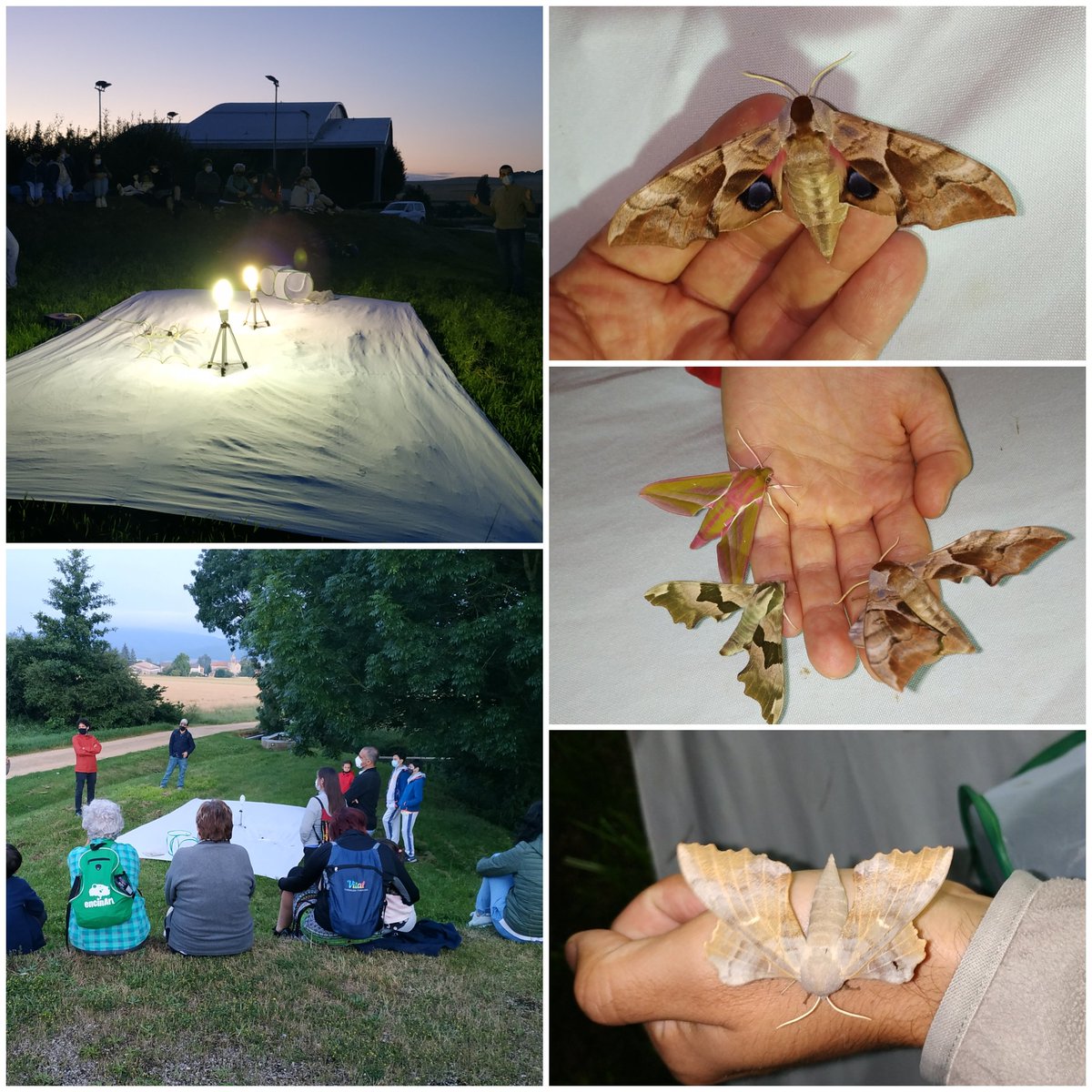 asocZERYNTHIA's tweet photo. ¡Noche de #esfinges!: ocelada, del chopo, del tilo y mayor de la vid 😍 🦋 Además de otras muchas #mariposas nocturnas que hemos podido disfrutar esta noche en @Elburgo_Burgelu 🌕✨ https://t.co/OV6RzRm2pD