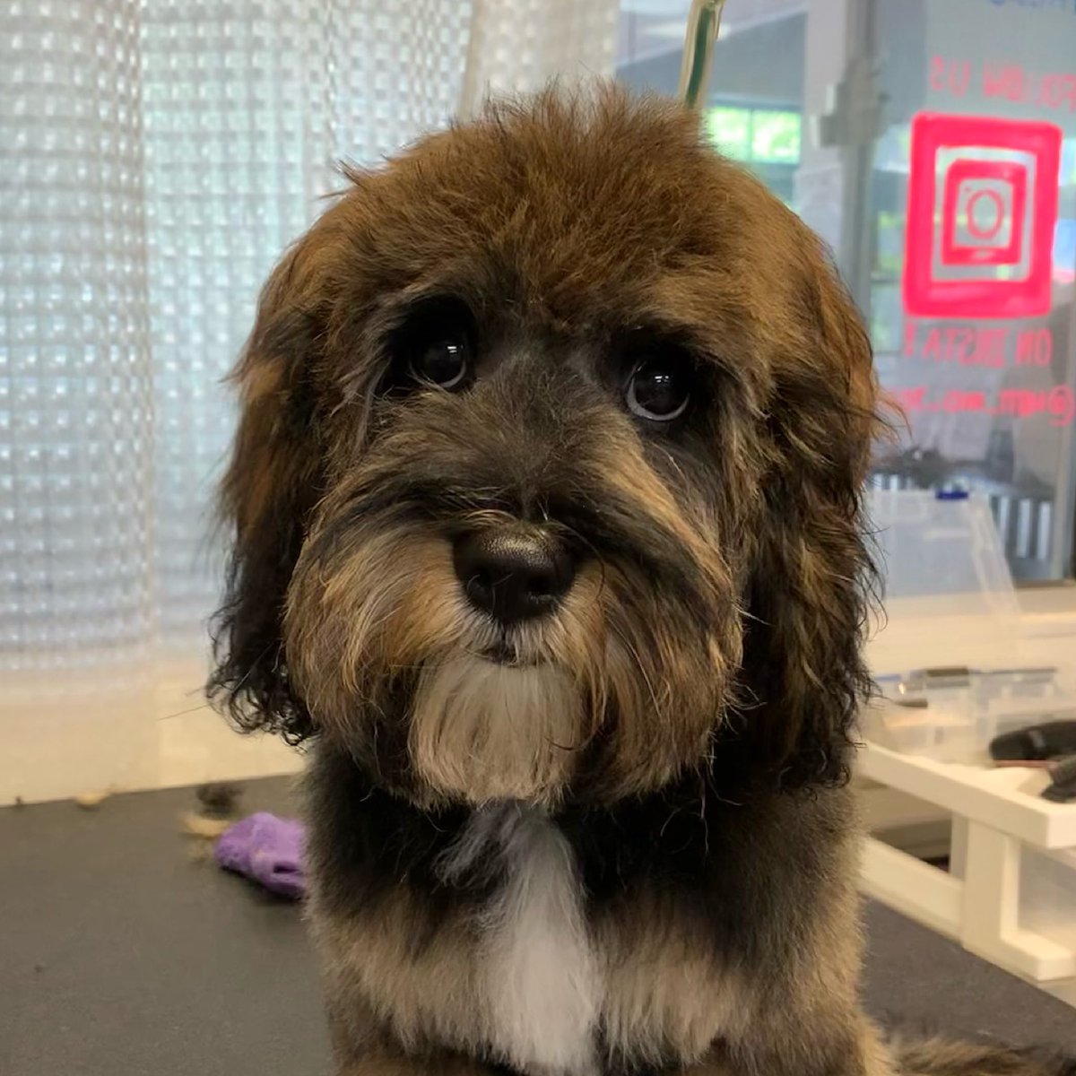 MuttandJoe's tweet photo. Look deep into my eyes… you want to give me belly rubs… and all the snacks you have… 😵💫
.
.
.
#muttandjoe #marylandgroomers #marylanddogs #marylanddogspots #marylandcoffee #mddogs #severnapark #severnaparkmd #severnaparkdogs https://t.co/OeVwFFW2cH