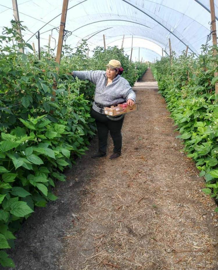 UFWupdates's tweet image. Angelica shared this pic of her picking raspberries in Watsonville CA. The raspberries are carefully selected by size and color by farm workers like Angelica. When you buy raspberries this summer remember the farm workers that brought them to you. #WeFeedYou