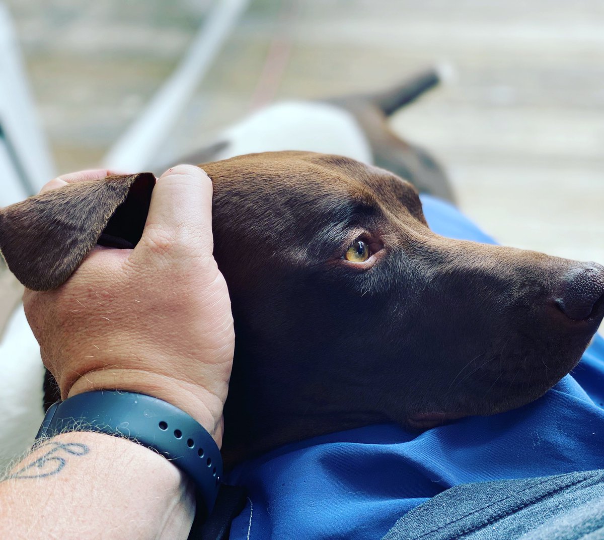 JoshuaOlsenInc's tweet photo. When your best buddy comes to smoke some meat with you on #ThankGodItsFriday afternoon. #mansbestfriend #BBQ #birddogs #countrymusic #kingsfordcharcoal https://t.co/QKv1v0DvDJ