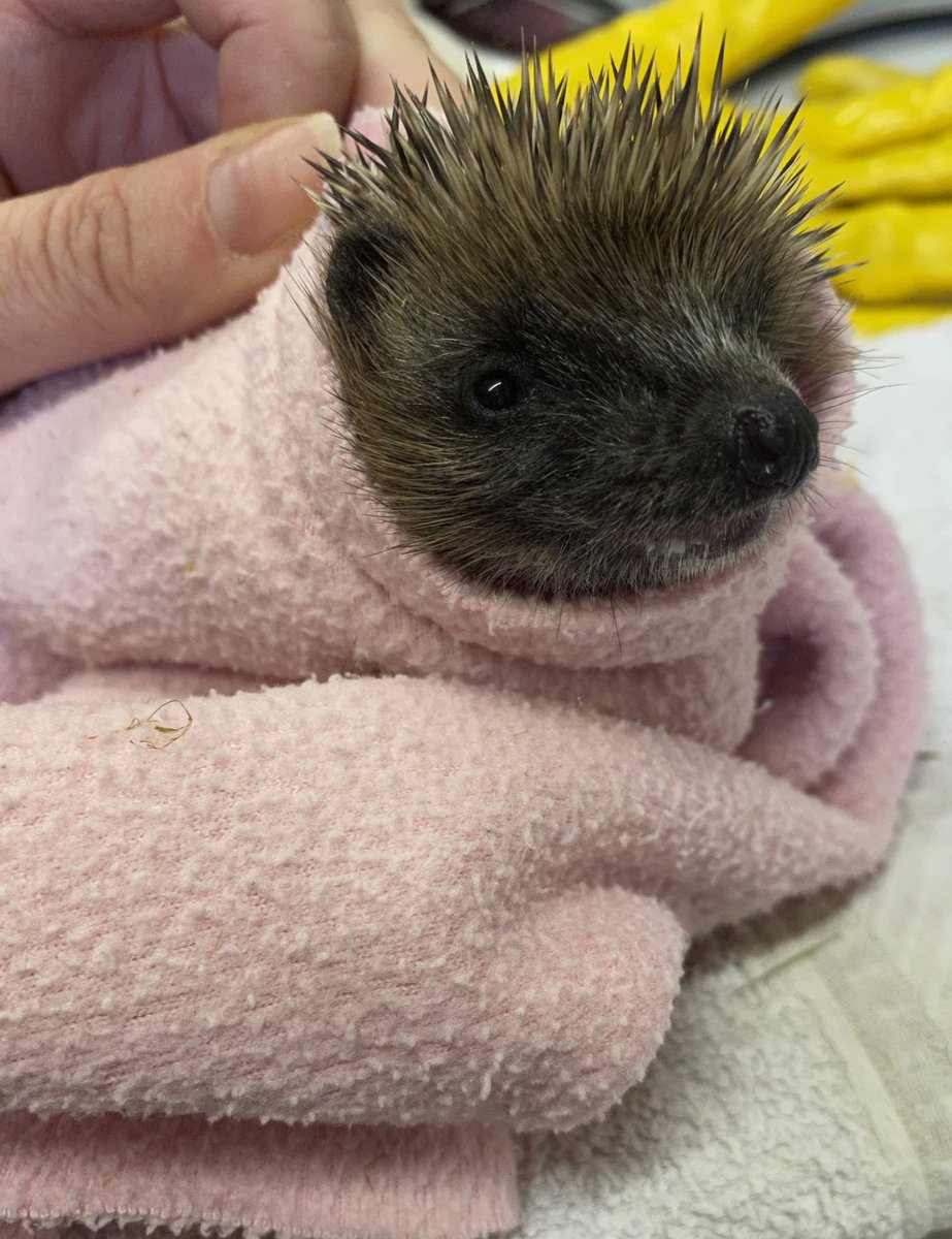 helen_collis's tweet photo. 2020's dressing gown was so last year.....#hoglet #hedgehog #handfeeds https://t.co/wMdsHqOy2b