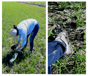 Chasing after nematodes in paddy fields (Oryza sativa) near Lisbon 🤩 #NemaINIAV at <a href="/INIAV_IP/">INIAV, IP</a>  <a href="/LeidyRusinque2/">Leidy Rusinque</a>