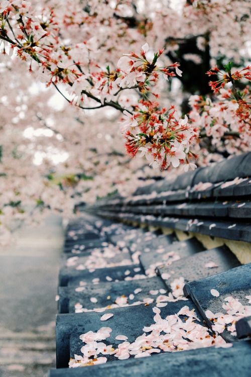 Sakuras
Síganos en instagram - bit.ly/3w6DpoR
#airelibre #airelibre
 #vidaalairelibre #fotografía #fotografias #fotografiacallejera #mundo #viajes #viajesporelmundo