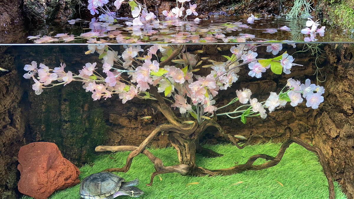 亀とアクアリウムは相性が悪い 亀水槽に桜の木を再現してみた 亀とアクアテラ 10 桜の木のレイアウト T Co L1bqrcmh4y Youtubeより ミシシッピニオイガメ 桜