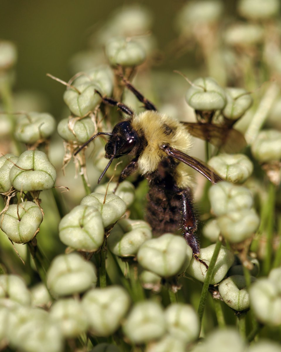 A Common Eastern Bumble Bee on a fruiting Allium yesterday in Shakespeare Garden.

#commoneasternbumblebee #bumblebee #pollinators #bees #insects #bugs #nature #wildlife #entomology #macro #shakespearegarden #centralpark #macrophoto #beephoto #naturephoto #wildlifephoto #newyork