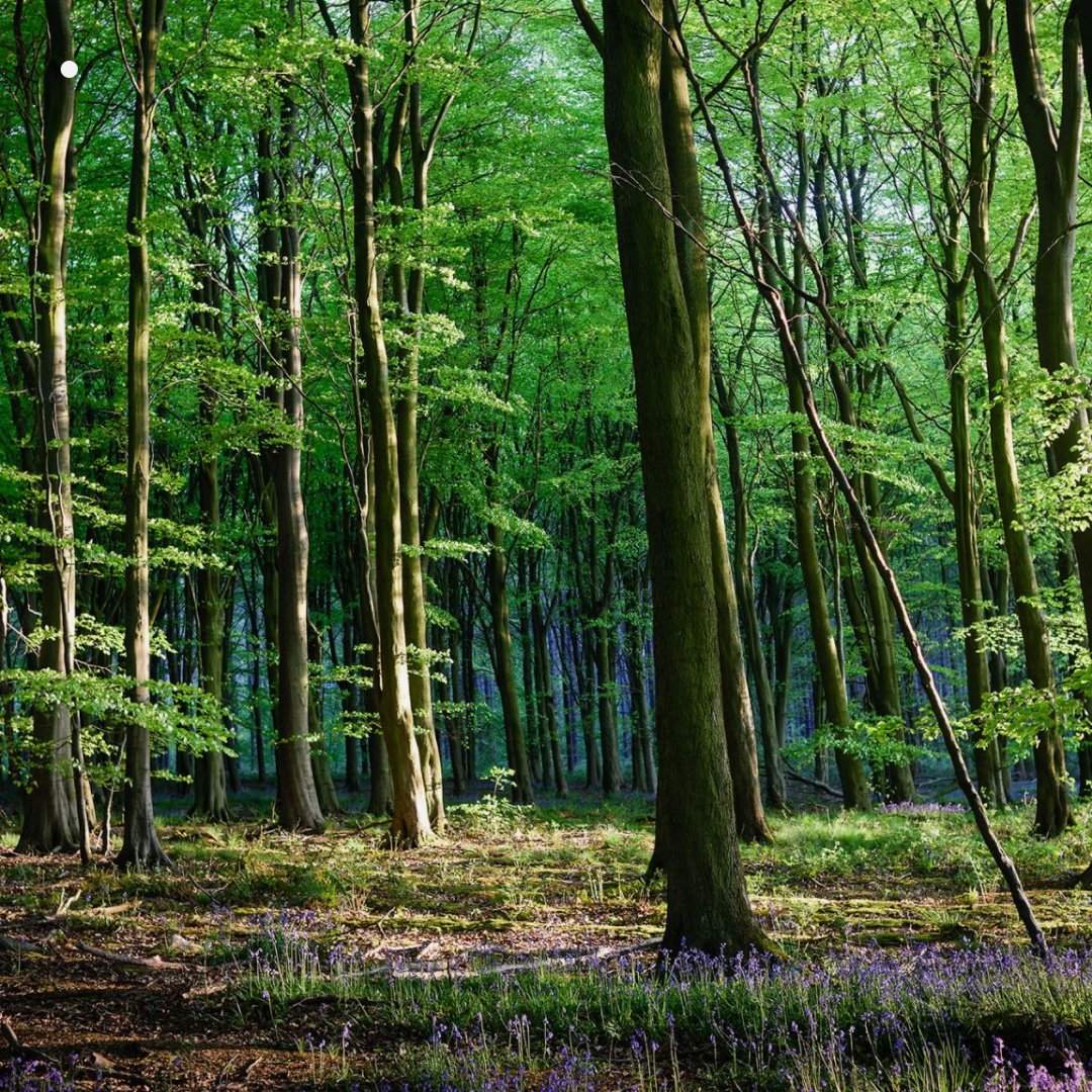 Matters Journal (@mattersjournal) on Twitter photo "What if we could take a tree's perspective and see the extra CO2 as a resource we can work with."
<a href="/sebastiancoxltd/">Sebastian Cox</a> believes that by understanding the carbon cycle, designers can work hand in hand with nature to develop sustainable new materials.
#climatechange #sustainable "What if we could take a tree's perspective and see the extra CO2 as a resource we can work with."
<a href="/sebastiancoxltd/">Sebastian Cox</a> believes that by understanding the carbon cycle, designers can work hand in hand with nature to develop sustainable new materials.
#climatechange #sustainable