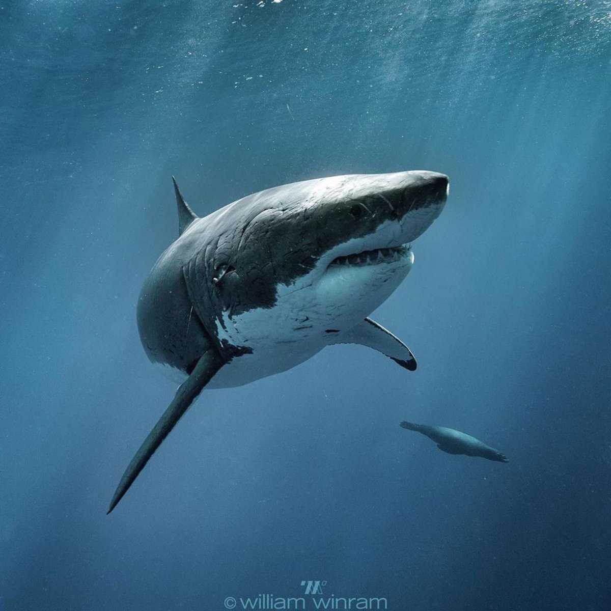 savingtheblue's tweet image. If you think of sharks breaching you most likely think of great whites, but they are not the only species that can make these incredible displays. Spinners, makos, blacktips and even basking sharks have been documented catching some serious air. 🤯
📸: @WilliamWinram 
#sharks