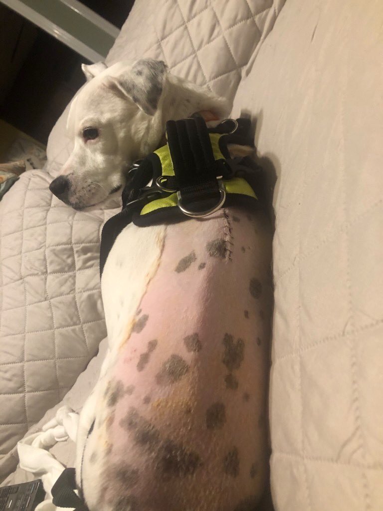 dog_rates's tweet photo. This is Doddie. While in training to be a therapy dog, she slipped a disc and lost control of her hind end. We paid for the remaining cost of the surgery that fixed it, so she can get back to work. Please consider getting pet medical insurance. It’s best to be puppared. 13/10 https://t.co/cW3b8Mugaa