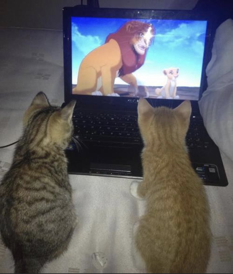 Посмотри внимательно видео. Кот и телевизор. Котик перед телевизором. Котик смотрит телевизор. Коты смотрят телек.