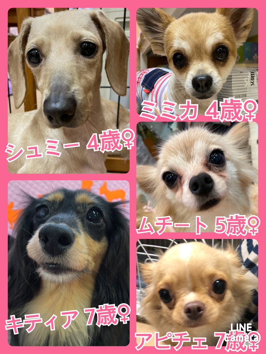 hogokencafeten1's tweet photo. 今日の里親様募集中メンバーです🐾一頭でも多くの子達が幸せになれますように✨皆さまの応援をどうぞよろしくお願い致します🙇‍♂️先住犬🐶を連れて来て相性も見れますよ🐾里親希望者様は入口スタッフに気軽にお声かけ下さいね✨譲渡には審査がございます🙇‍♂️里親希望者様は☎️06-6352-8311 土日は11時〜20時 https://t.co/QMdbpOB8bM