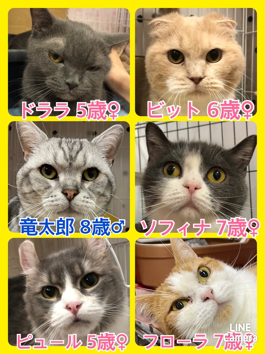 hogokencafeten1's tweet photo. 今日の里親様募集中メンバーです🐾一頭でも多くの子達が幸せになれますように✨皆さまの応援をどうぞよろしくお願い致します🙇‍♂️先住犬🐶を連れて来て相性も見れますよ🐾里親希望者様は入口スタッフに気軽にお声かけ下さいね✨譲渡には審査がございます🙇‍♂️里親希望者様は☎️06-6352-8311 土日は11時〜20時 https://t.co/QMdbpOB8bM
