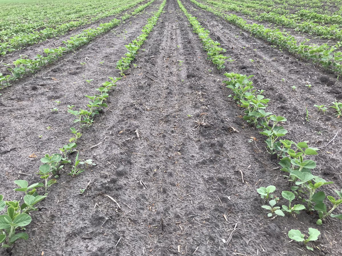 Soybeans demo plots at <a href="/BASFAgSolutions/">BASF Agricultural Solutions Canada</a> Winkler farm - glyphosate PRE (R) vs #Voraxor + glyphosate PRE (L) (21 DAA) 🤩