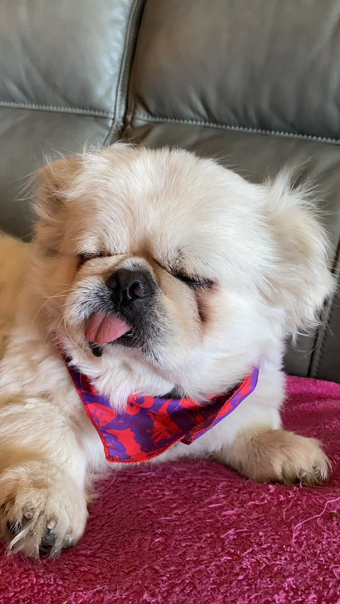 lil boy wearing his dgd scarf