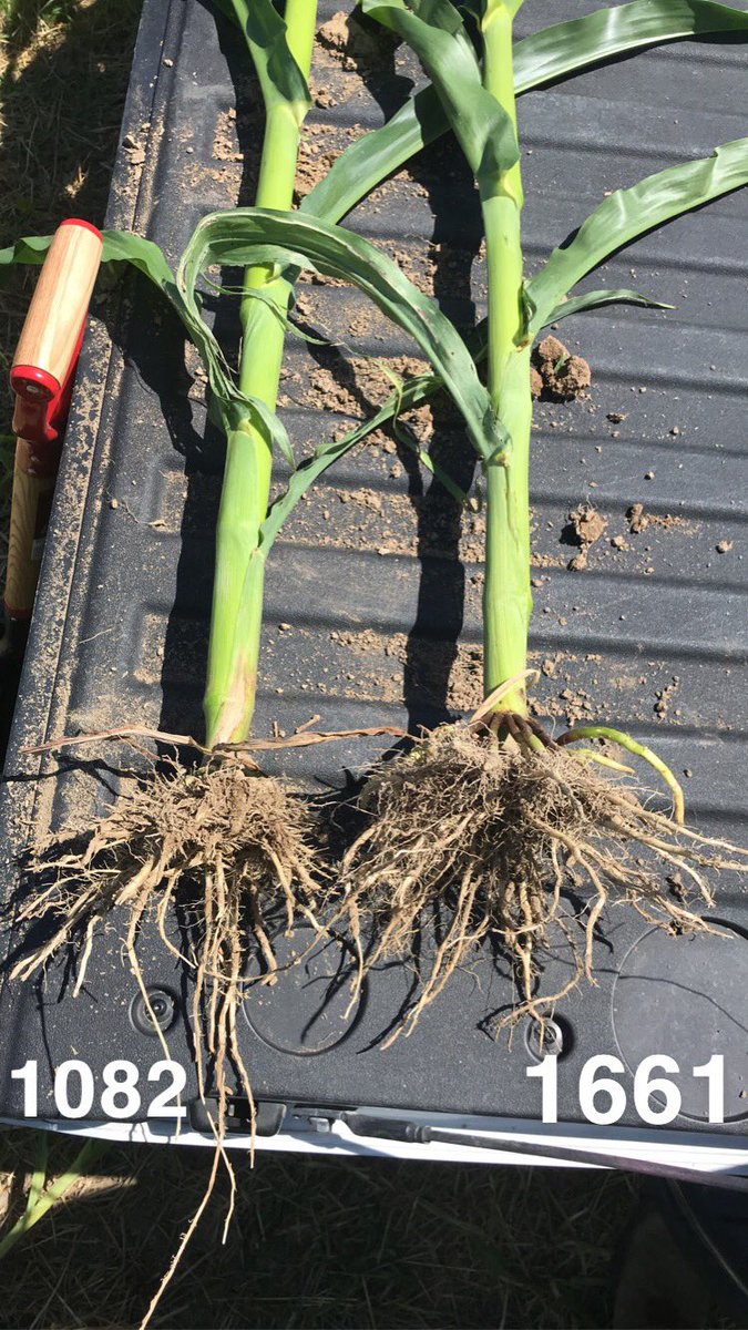 BrazinskiJordan's tweet photo. Got the chance to do some root digs and analyze root system differences on two corn hybrids that I am focusing on this summer (1082 and 1661). Corn pictured is approaching V10 at the Southern FS tech plot. #GROW21 #GrowNK21 https://t.co/P9K4V2CPkF