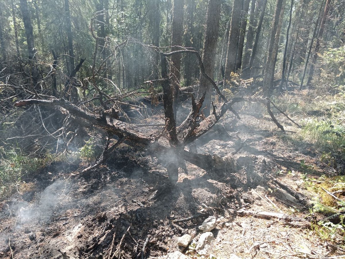 Denezhkin_Kamen's tweet image. На двух локализованных пожарах продолжается окарауливание и дотушивание. Ликвидацию пока не объявляют.  
Сейчас на месте работают 4 сотрудника заповедника и 25 человек ФБУ "Авиалесоохрана (г. Йошкар-Ола). Погода на Вересовом Увале дождливая, ветра нет.
#заповедник #ДенежкинКамень