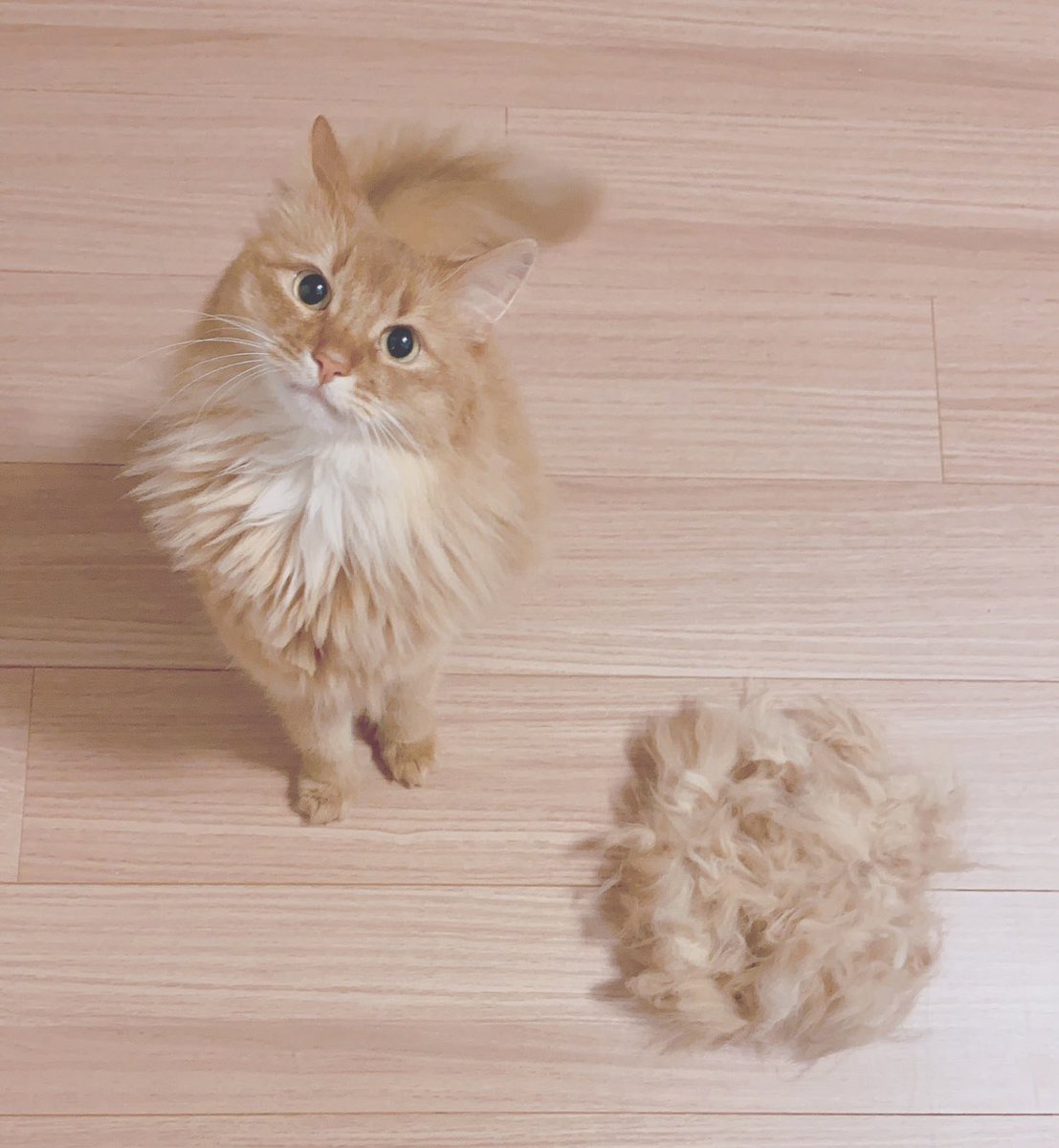 sherry🦫武道館2days・🗼⇔🇺🇸🇪🇸🇩🇪🇫🇷🇮🇹🇲🇾 tweet media