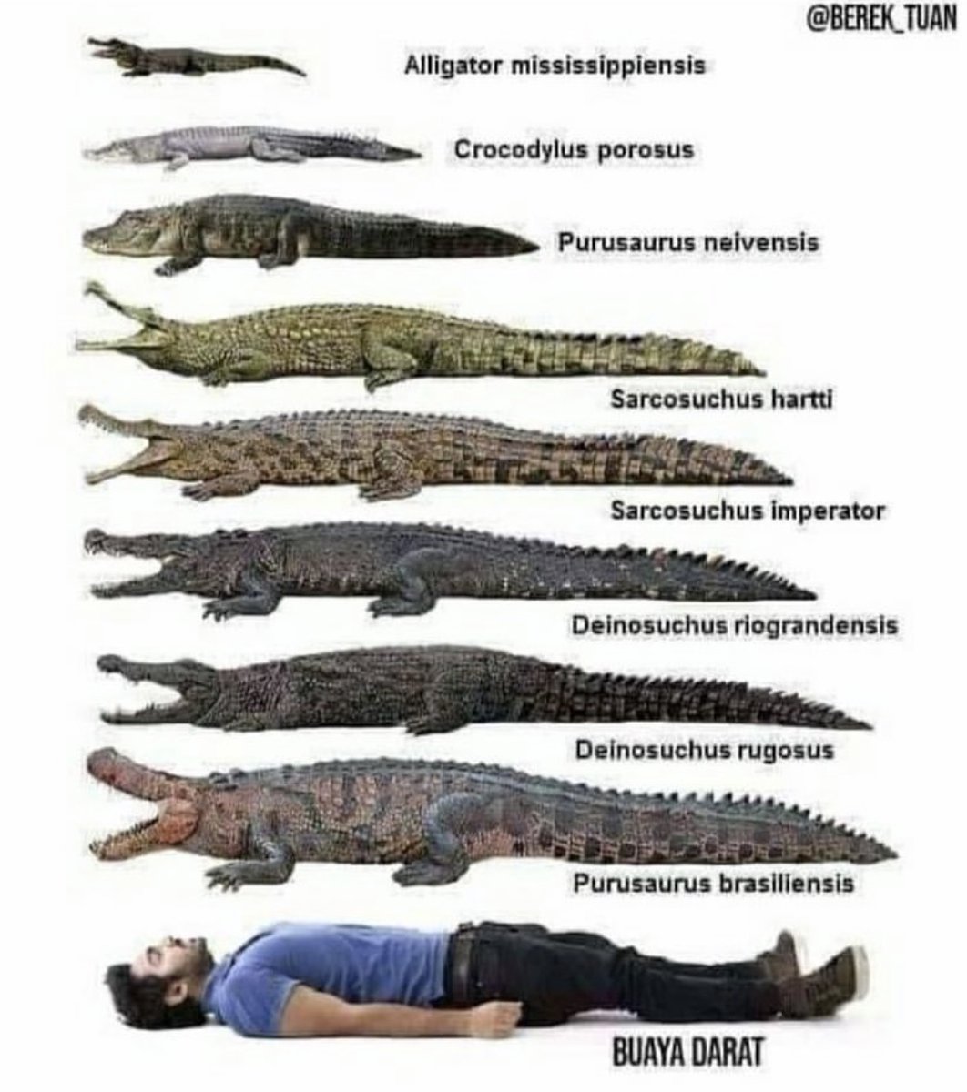 Raja_Lepak's tweet image. Spesis paling bawah tu paling bahaya.. dah ramai mangsa terkena 🤣

Kredit: berek_tuan 

#RLLawakDoh #Spesis #Buaya #Bahaya