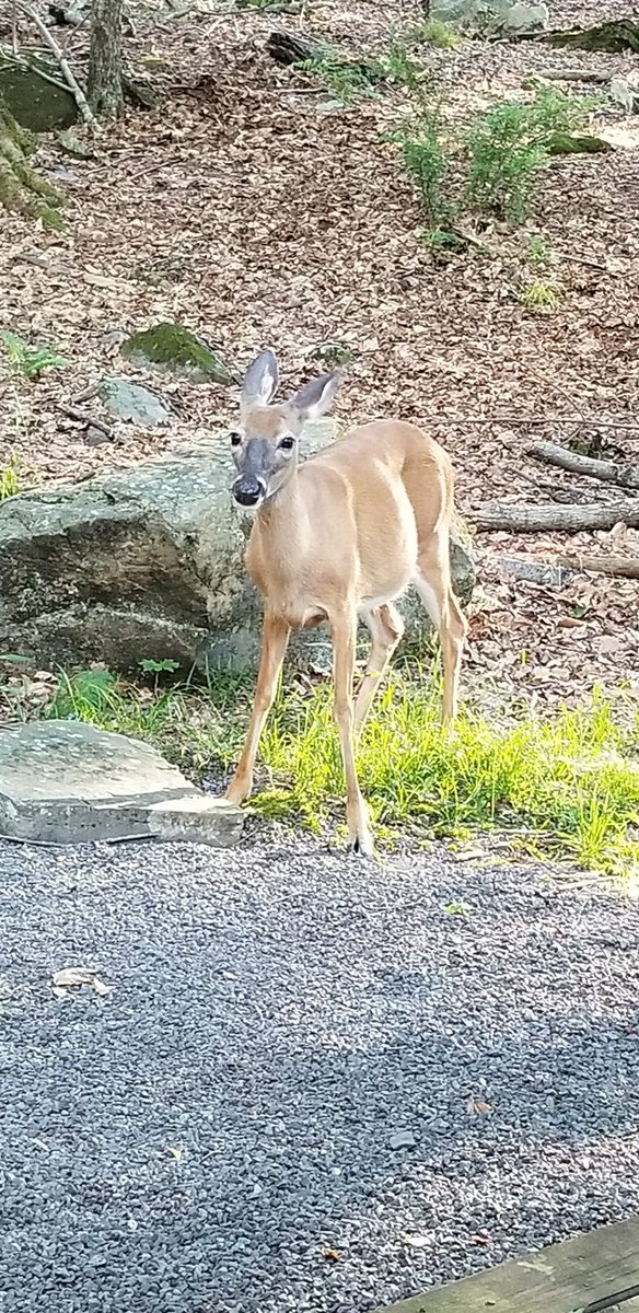 My visitor in the Poconos.