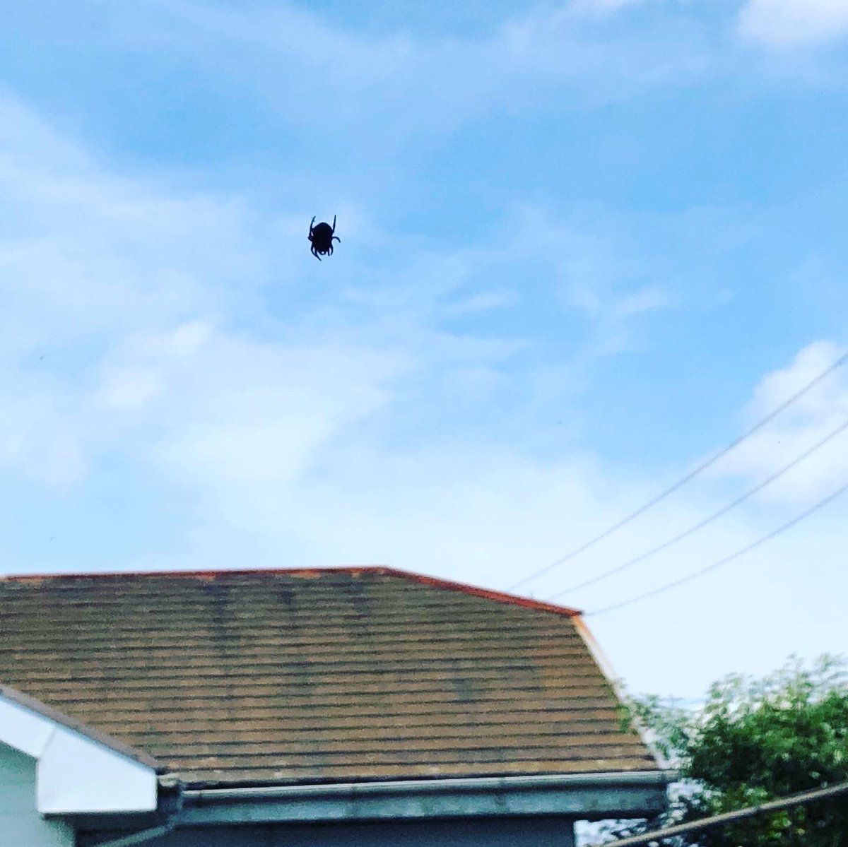 今泉岐葉 على تويتر 雲に蜘蛛 ダジャレな風景 雲 蜘蛛 くも クモ だじゃれ ダジャレ書道家 ダジャレ写真 青空 夏空 朝 コーヒー を飲みながら