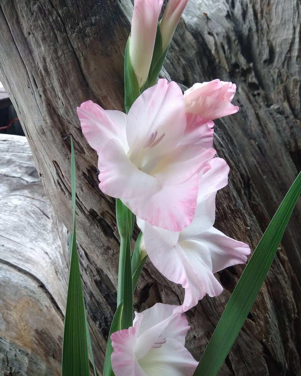 黒崎仁 96sakijin Twitter