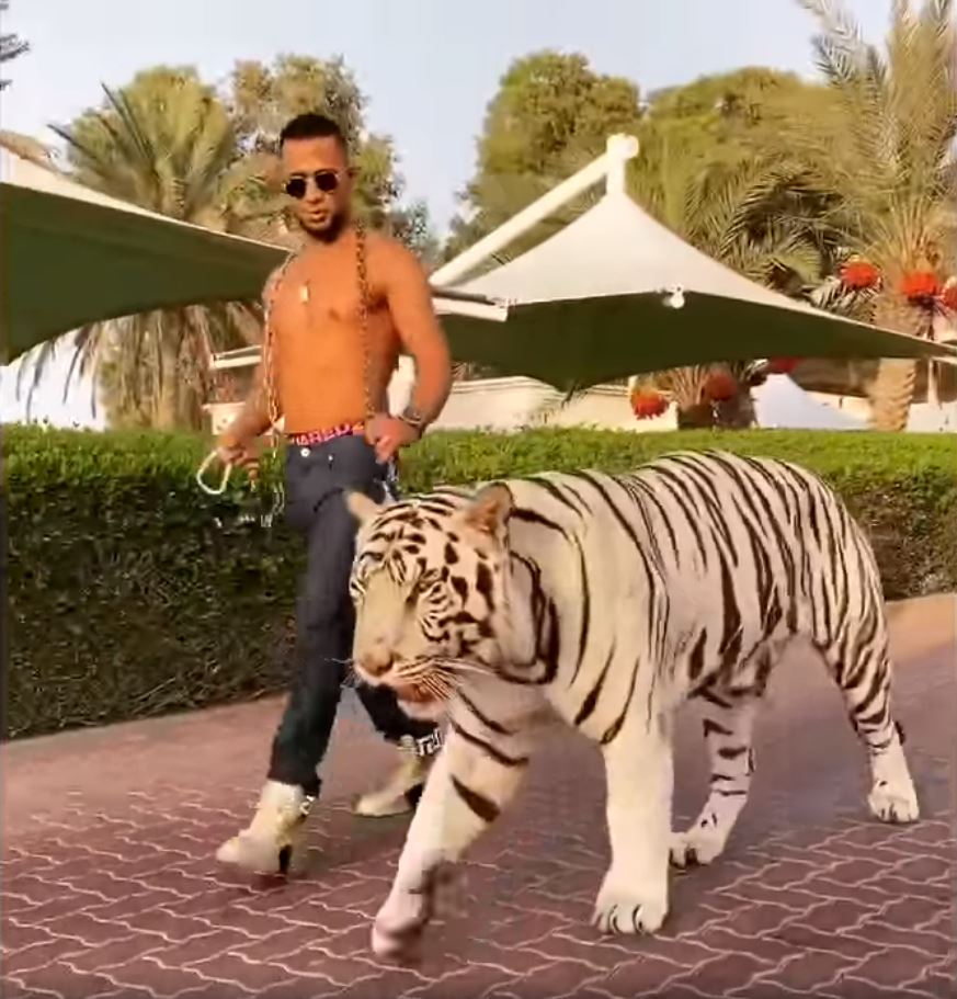 محمد رمضان يتجول مع نمر أبيض في شوارع دبي