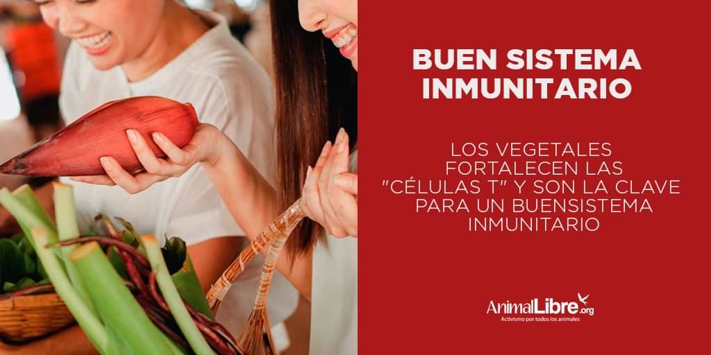 👉Un estudio reciente indica que la dieta basada en plantas reduce el impacto de la Covid 19 sobre el organismo. 
💚Adoptando hábitos veganos estás salvando a los demás animales y también cuidando tu salud.
Fuentes:
Células T: bit.ly/3gK7w0v