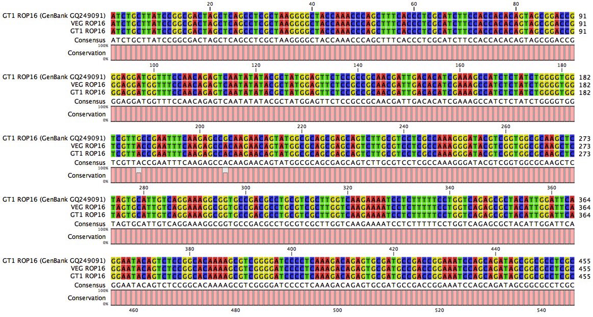 sambim2m's tweet image. @veupathdb I want to report a mistake in the sequence retrieval section of #ToxoDB. The sequence TGGT1_chrVIIb is identical to TGVEG_chrVIIb sequence which is the right one. I noticed it while performing an alignment and a virtual digestion of ROP16 locus. #UrgentAttention