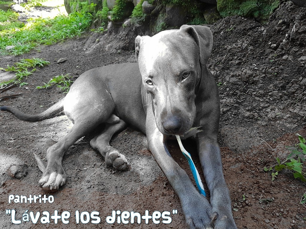 DienteZonte's tweet photo. Pantrito te recomienda: •Lávate los dientes •Brush your teeth •putz dir die Zähne #ElZonte #ElSalvador #DienteZonte #DigitalDentistry #ShortImplants #DENTAL #Surf #pitbull https://t.co/X0ggKSkJaO