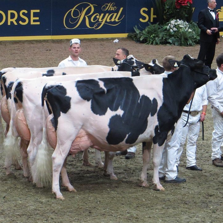 Sanchez Arangatang EX95 descendants had a great day with classification❗️🔹Unix Academia VG89 3yr max, dau of Goldchip Arabella EX92, then Arangatang EX95.
🔹Unix Tatar VG87 2yr max, dau of Doorman Tabbie, then Arangatang EX-95.🔹Unix Tulsa VG87 2yr max, dau of Arangatang EX95.
