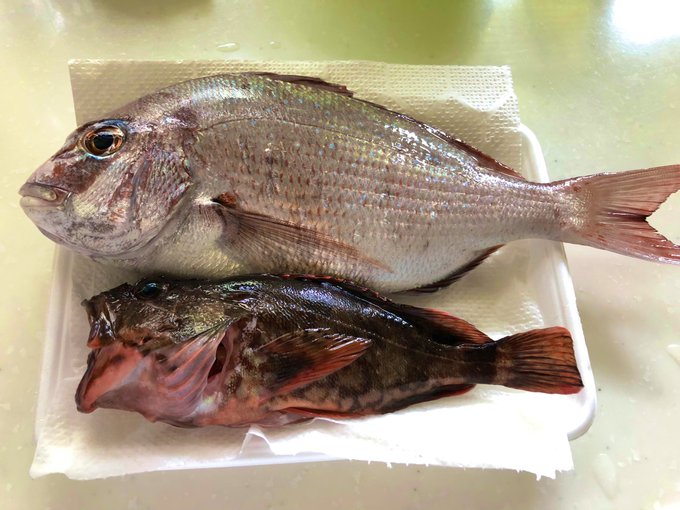 釣果 真鯛とソイ、その他もろもろ
キジハタ釣りに行ったのにまさか鯛が釣れるとは思いもしませんでした! 