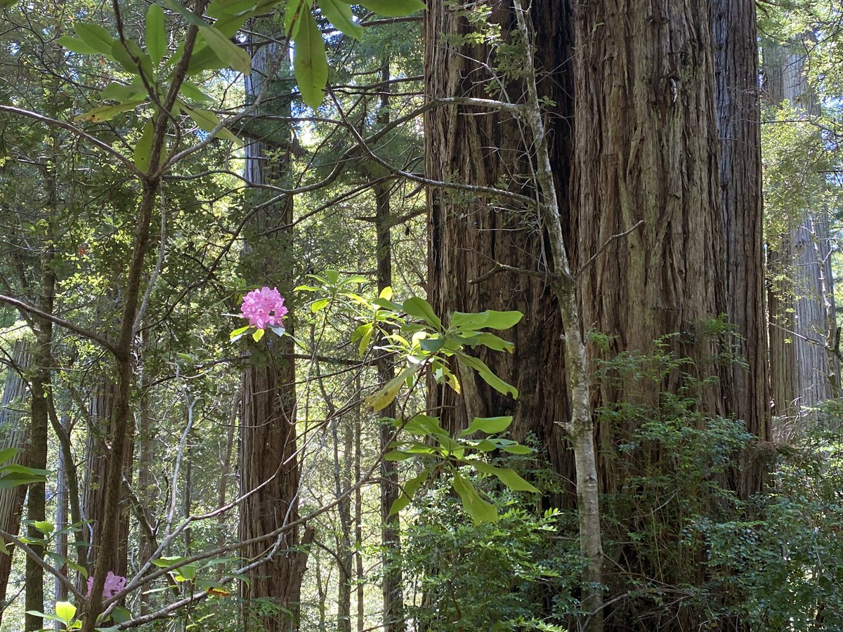CavedaleRhones's tweet image. Redwoods and Rhododendron. Probably pair it with a GSM tonight. #smithriver