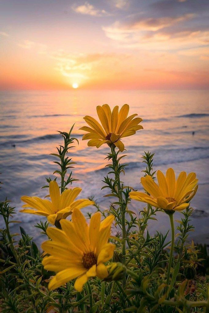 BeautyNature___'s tweet photo. Good morning friends.🌻
#nature #NaturePhotography https://t.co/bIm1ZmB7RO