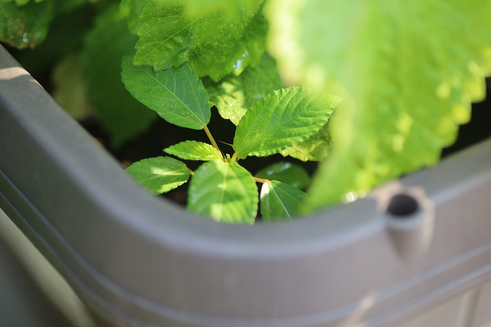 トラベエ 水遣り中 大葉プランターにモロヘイヤ発見 得した気分 ミニトマトのプランターは孫に収穫されているのを確認 損したわけではないけど 私も食べたい 家庭菜園 T Co Bhucdg1dcn Twitter