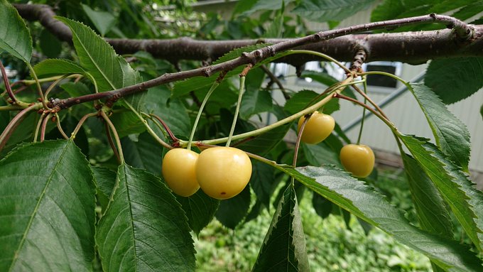 さくらんぼ狩り くだもの狩り山形 上山観光フルーツ園 山形チェリーランド