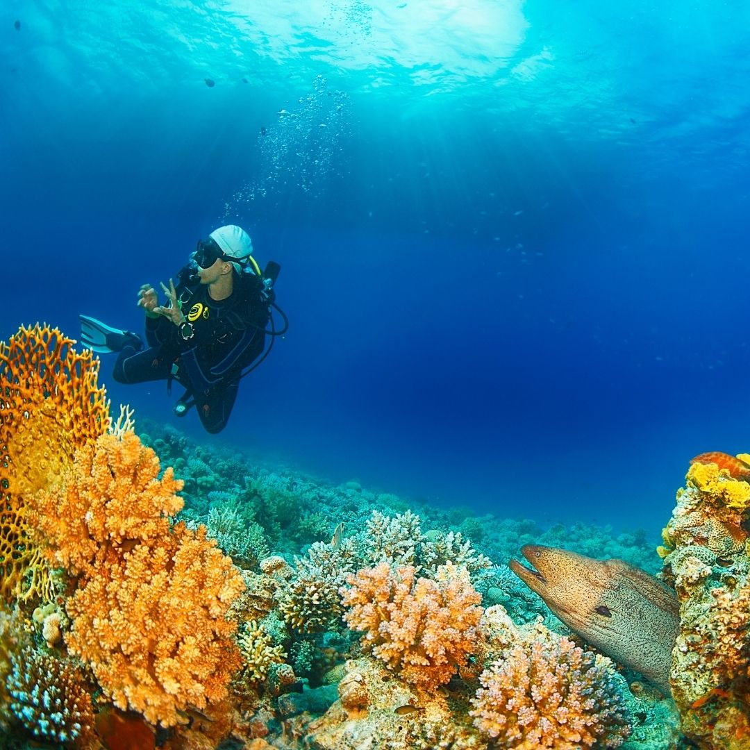 phoenixscuba tweet media