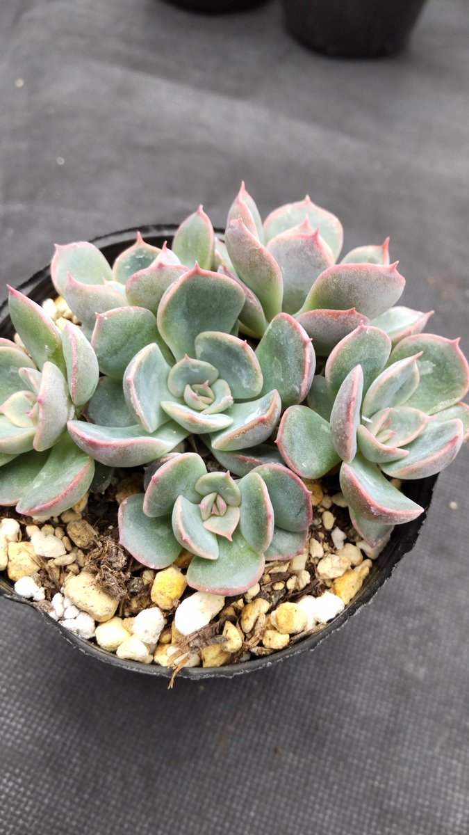 多肉屋 アルメリア Nhc9mxtgb9hl8ey Twitter