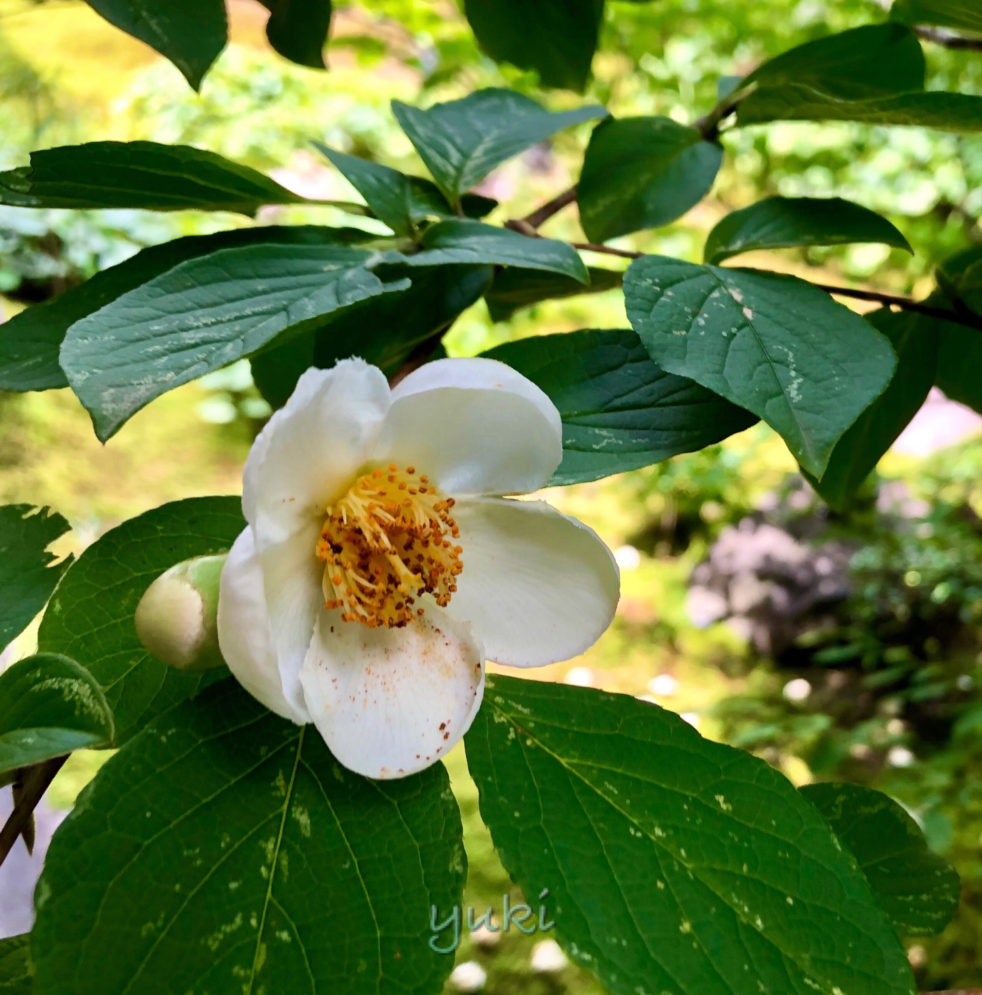 沙羅双樹 Twitter Search Twitter