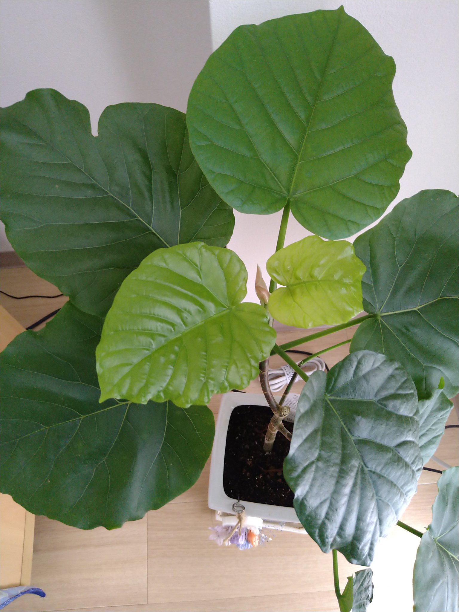 本気炭火焼鶏きざし 萠 植物の成長は早い ２日空くと また新しく葉っぱが出てきてた この週末天気が不安ですが 感染対策はバッチリで営業してます 愛知県 豊橋 感染症対策 植物成長 やきとり 焼き鳥 焼鳥 テイクアウト T Co