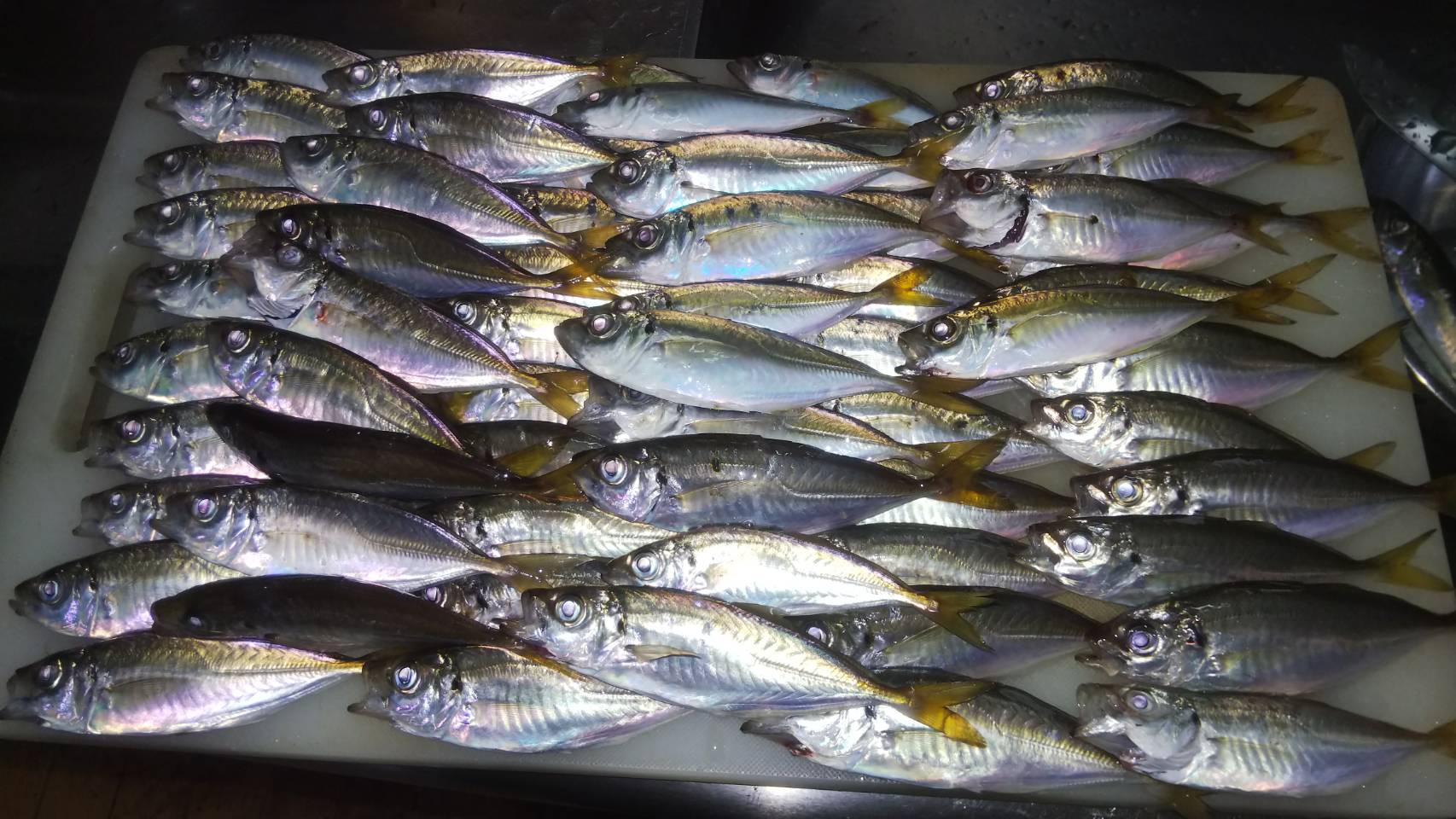 Ky メバル待機勢 昨日から今日までの知多半島アジング 途中サビキで釣れないのに アジ集めたら餌なしで釣れる とりあえず俺は鯵以外は沢山釣れるんだが T Co Dol0aozbnu Twitter