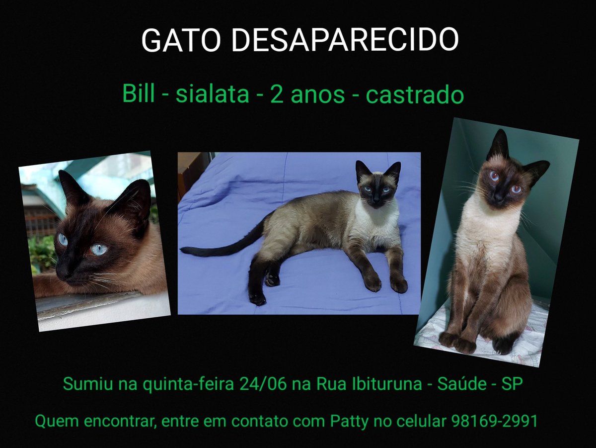 coffinfang's tweet photo. People: meu bebê foi pra rua ontem, msm com rede de proteção, ele conseguiu escapar. Se alguém da Saúde (SP) encontrar, por favor, entre em contato comigo. Ele nunca tinha saído antes. #voltaBill https://t.co/4OSRtw7T3V