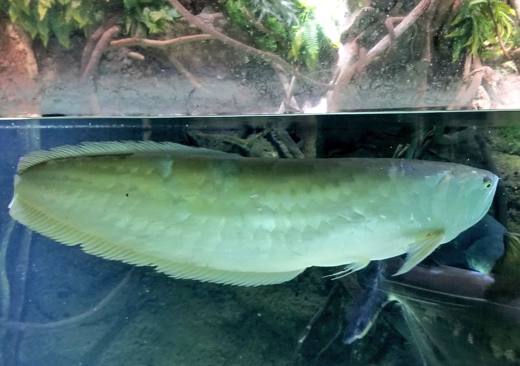 歴子 海遊館 ピラルクとアロワナの違いが分かりません アロワナ ピラルク この魚はめちゃくちゃでかかったです 体長2 3mはありそうです いや もっとあるかな 海遊館 T Co Hqsmhl9cdn Twitter