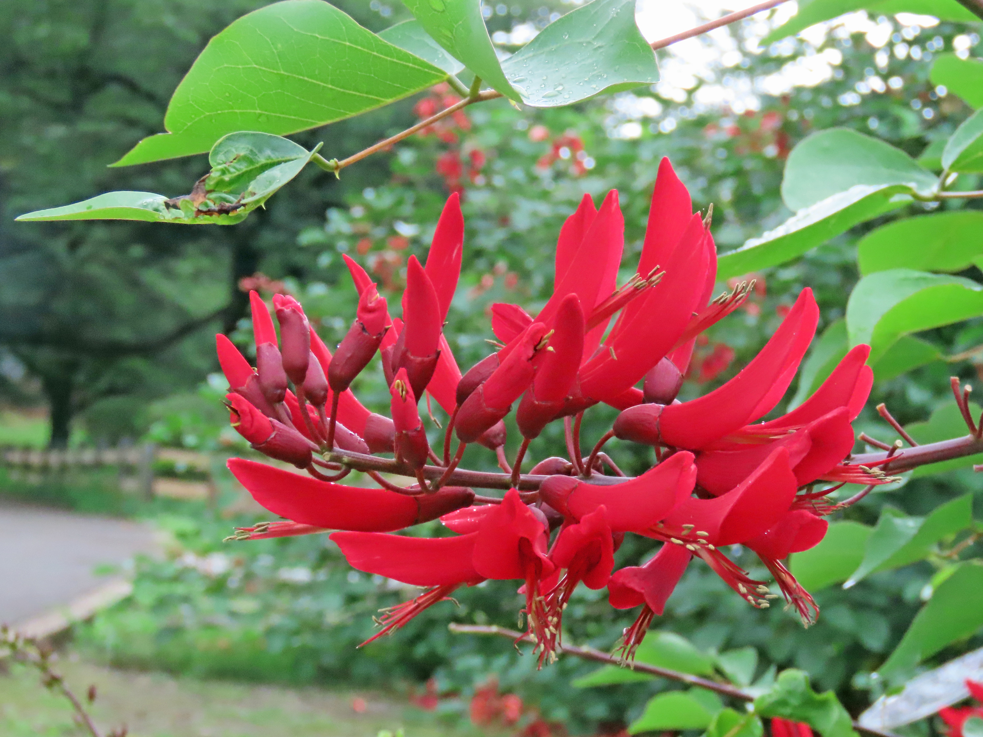 新宿御苑 自然情報 ザ 夏の花 燃えるような赤い色のアメリカデイゴ 和名は海紅豆カイコウズ とサンゴシトウ 珊瑚刺桐 が 中の池で隣り合って咲き揃いました どちらも個性的で不思議な形の花たちですね 最新の開花情報 T Co Viyrudp4va