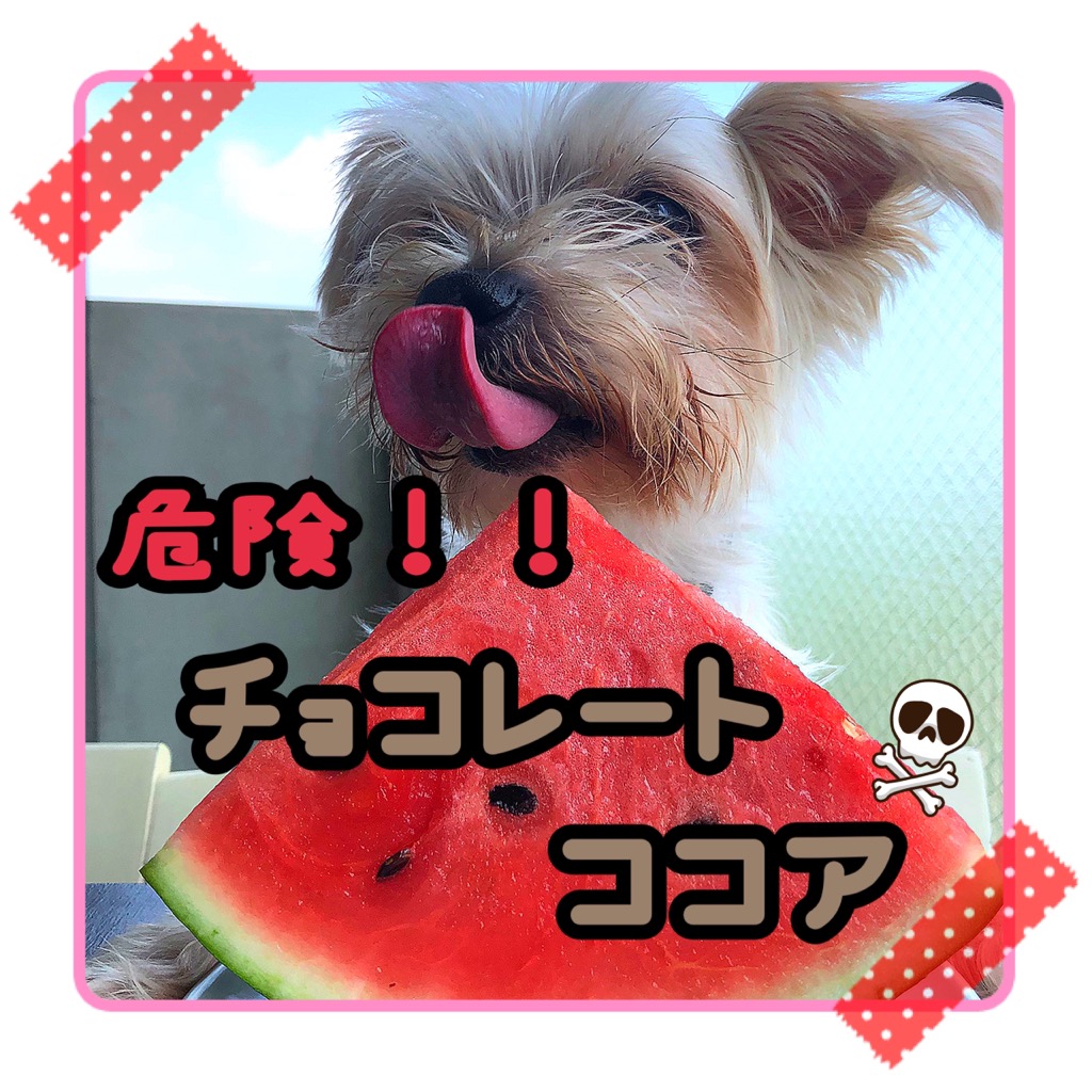 犬猫アニマール チョコレートやココアに含まれるテオブロミンを犬や猫が接種すると 嘔吐 下痢 動悸 神経過敏などの中毒症状を起こし 死に至ることがあります 投稿に興味がありましたら いいね Rtお願いします 犬 猫 チョコレート ココア