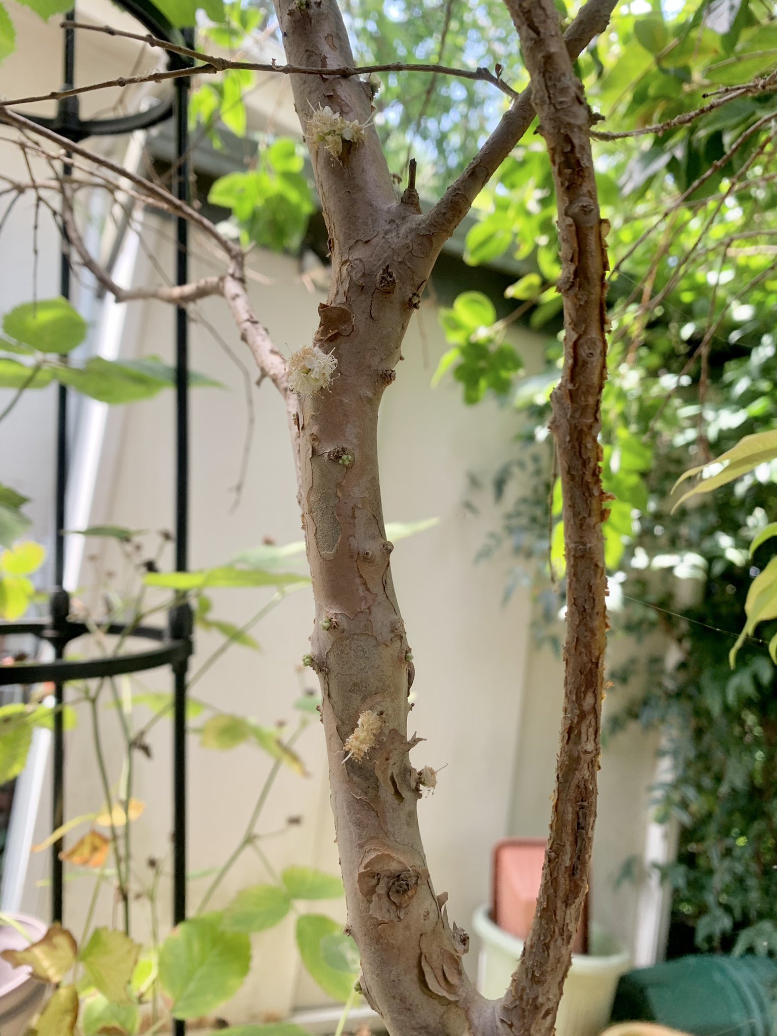 桐生史 ジャボチカバが次々花を咲かせて実をつけ始めました ジャボチカバは白カビみたいな小さな花を幹に直接つけて そのまま実になります 南国の植物だから高温多湿が快適なんでしょうね いったんやる気になると秋まで開花 結実を続けるタフな子です