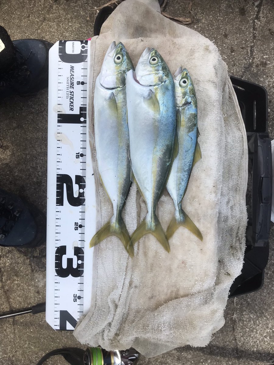のぶさん 伊良湖 浜名湖で釣り W D1genvzwfevg2t1 Twitter